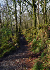 Golitha Falls