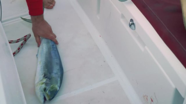 View of dead fresh caught fosh on deck of yacht in cockpit