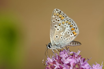 Obraz premium Kleiner Sonnenröschen-Bläuling