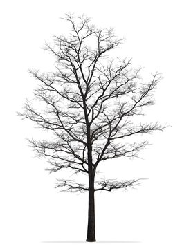 Tree without leaf isolated on white background