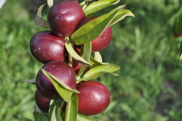 nektarynka, owoc
