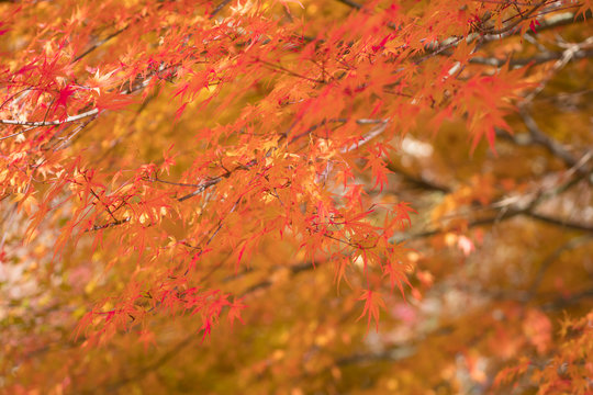 Red maple leaves in autumn season.  Japan travel concept
