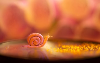 Plasticine snail on a mirror with flowers and pollen, magic and dreamy