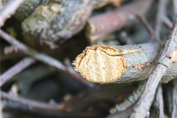chopped wooden branches