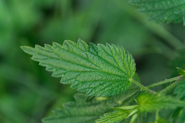 Fototapeta na wymiar Close-up green leaves