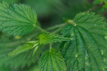Close-up green leaves