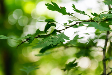 Fototapeta na wymiar Close-up green leaves