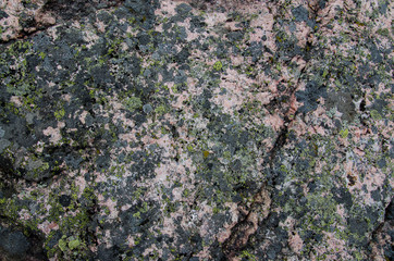 green lichen on gray rock