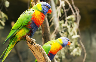The parrot sits on a branch.
