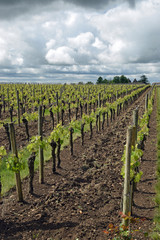 Fototapeta na wymiar Bordeaux winery