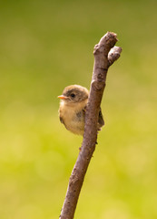 Cute baby bird on a branch