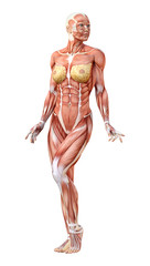 3D Rendering Female Anatomy Figure on White