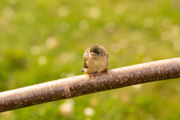 Cute bird on a branch, nice bokeh