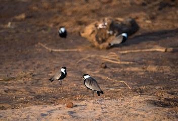 Birds