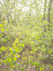forest jungle foliage green langscape background