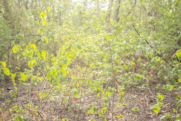 forest jungle foliage green langscape background