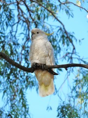 Cockatoo