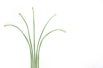 chinese chive flowerring onions stalk vegetable food nature background