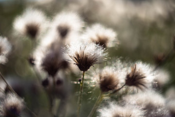 the Thistle field with blurred background