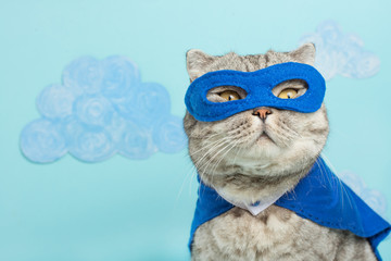 superhero cat, Scottish Whiskas with a blue cloak and mask. The concept of a superhero, super cat, leader