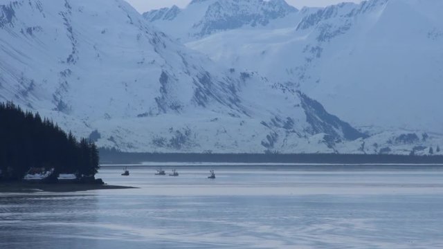 A fleet of fishermen entering the sound with snowy capped mountains in the background. Alaska.