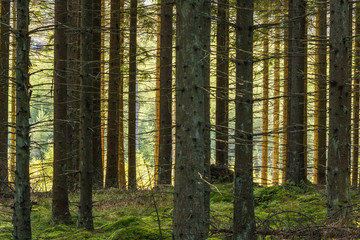 Spruce forest with sunlight shines through the trees