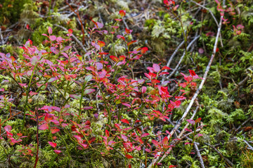Red leaves of blueberry bushes