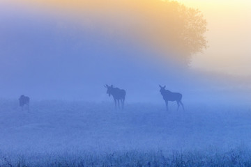 Fototapeta na wymiar Sunrise with mooses in the fog on the meadow