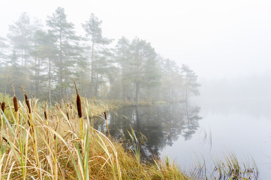 Bulrush at a Wetland in a fog at a lake