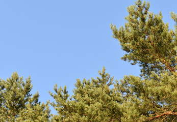Tops of a pine tree on a sky background