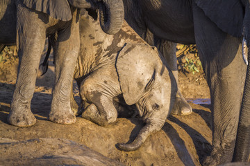 African bush elephant in Kruger National park, South Africa