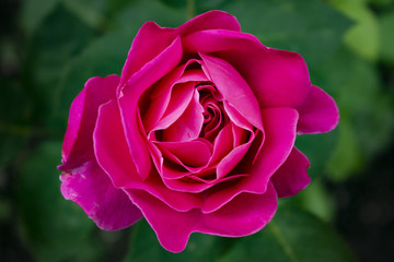 Tête d'une rose en gros plan