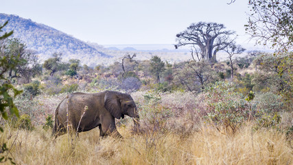 Fototapeta premium African bush elephant in Kruger National park, South Africa