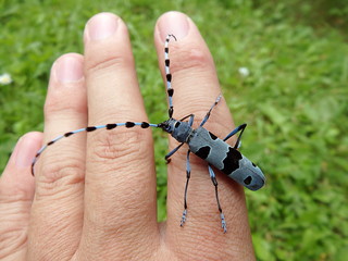 Rosalia longicorn and human hand,(Rosalia alpina),Alpine longhorn beetle
