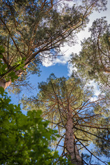 Fototapeta premium crown of pine trees on blue sky background.