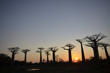 Sunset in Madagascar beyond baobab trees