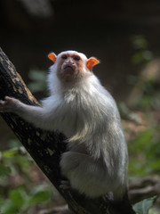 The Silver Marmoset, Callithrix argentata, is sitting on a branch