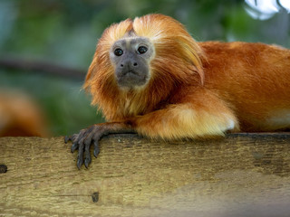 Portrait of Golden Lion Tamarin, Leontopithecus rosalia
