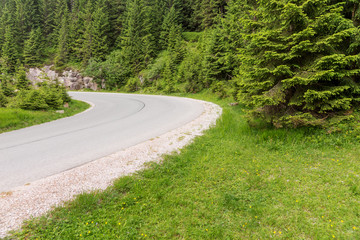 Dangerous curve of the road in the forest