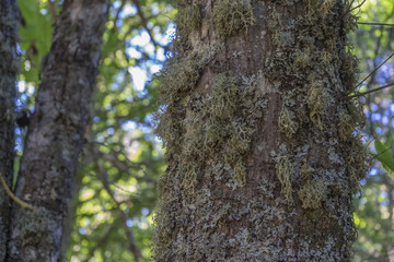 Obraz premium Nature, old and ancient chestnut forest in the province of Zamora, Spain. Trees over 500 years