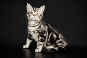 Fototapeta na wymiar American Shorthair cat