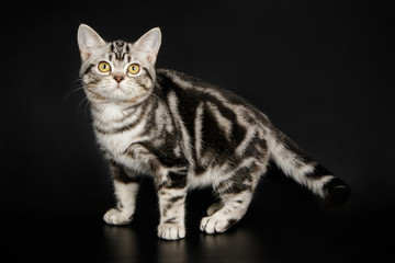 American Shorthair cat