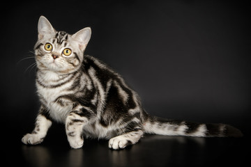 American Shorthair cat