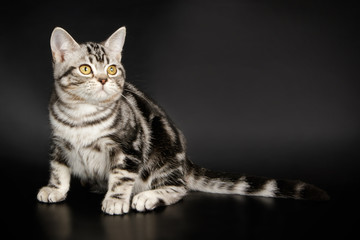Obraz premium American Shorthair cat