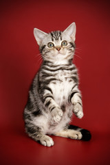 American Shorthair cat