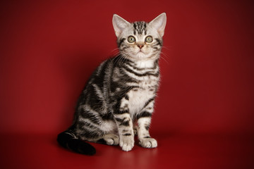 American Shorthair cat