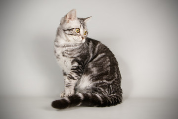 American Shorthair cat
