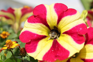 Bee Pollinating Flower in Cleethorpes