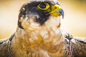 peregrine falcon with open wings , bird of high speed