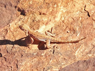 Lizard